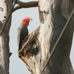 Callocephalon fimbriatum at Deakin, ACT - 18 Oct 2022