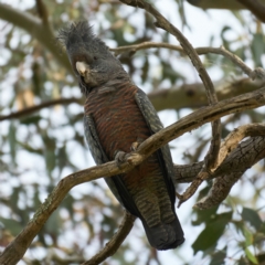 Callocephalon fimbriatum at Deakin, ACT - 18 Oct 2022