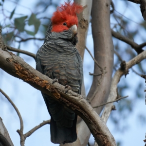 Callocephalon fimbriatum at Deakin, ACT - 18 Oct 2022