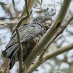 Callocephalon fimbriatum at Deakin, ACT - 18 Oct 2022