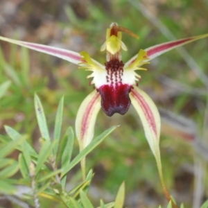 Caladenia parva at Paddys River, ACT - suppressed