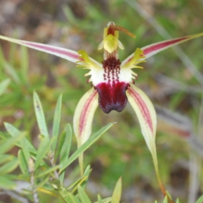 Caladenia parva (Brown-clubbed Spider Orchid) at Paddys River, ACT - 18 Oct 2022 by Harrisi