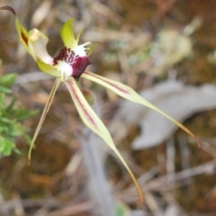 Caladenia parva at Paddys River, ACT - suppressed