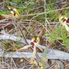 Caladenia parva at Paddys River, ACT - 18 Oct 2022