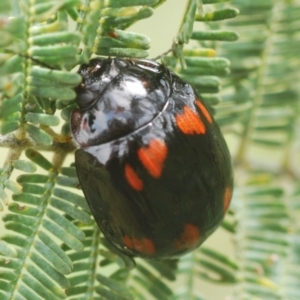 Paropsisterna octosignata at Kambah, ACT - 18 Oct 2022