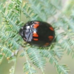 Paropsisterna octosignata at Kambah, ACT - 18 Oct 2022