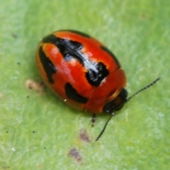 Peltoschema festiva (Leaf Beetle) at Namadgi National Park - 18 Oct 2022 by Harrisi