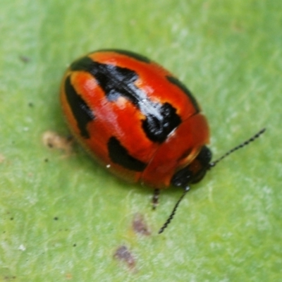 Peltoschema festiva (Leaf Beetle) at Namadgi National Park - 18 Oct 2022 by Harrisi