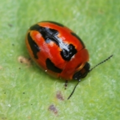 Peltoschema festiva (Leaf Beetle) at Tennent, ACT - 18 Oct 2022 by Harrisi