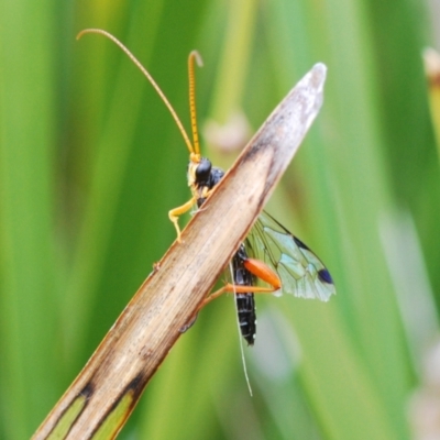 Echthromorpha intricatoria (Cream-spotted Ichneumon) at Tennent, ACT - 18 Oct 2022 by Harrisi