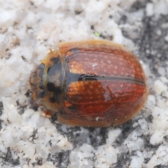 Paropsisterna cloelia (Eucalyptus variegated beetle) at Tennent, ACT - 18 Oct 2022 by Harrisi