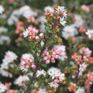 Leionema lamprophyllum subsp. obovatum at Tennent, ACT - 18 Oct 2022