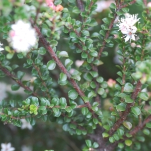 Leionema lamprophyllum subsp. obovatum at Tennent, ACT - 18 Oct 2022