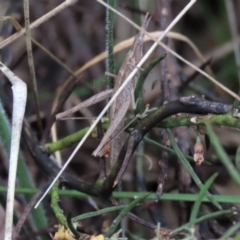 Keyacris scurra (Key's Matchstick Grasshopper) at Lake George, NSW - 16 Oct 2022 by AndyRoo