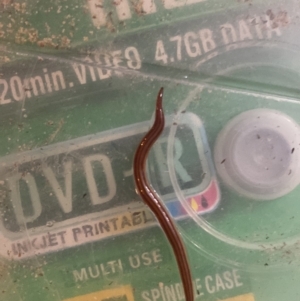 Anzoplana trilineata at suppressed - 19 Oct 2022