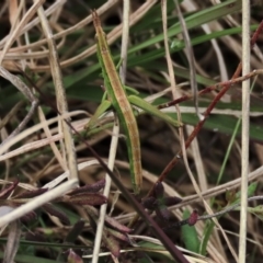 Keyacris scurra (Key's Matchstick Grasshopper) at Sweeney's Travelling Stock Reserve - 15 Oct 2022 by AndyRoo