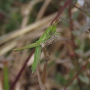 Keyacris scurra at Lake George, NSW - 16 Oct 2022