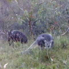 Osphranter robustus robustus (Eastern Wallaroo) at Mount Taylor - 17 Apr 2022 by MountTaylorParkcareGroup