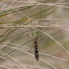 Ischnotoma (Ischnotoma) eburnea (A Crane Fly) at Paddys River, ACT - 18 Oct 2022 by SWishart