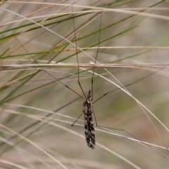 Ischnotoma (Ischnotoma) eburnea (A Crane Fly) at Gibraltar Pines - 18 Oct 2022 by SWishart