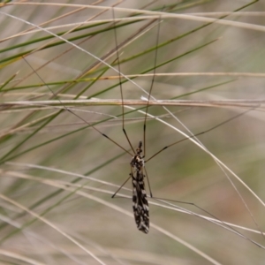 Ischnotoma (Ischnotoma) eburnea at Paddys River, ACT - 18 Oct 2022 12:08 PM