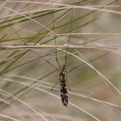 Ischnotoma (Ischnotoma) eburnea (A Crane Fly) at Tidbinbilla Nature Reserve - 18 Oct 2022 by SWishart