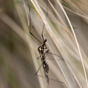 Ischnotoma (Ischnotoma) eburnea at Paddys River, ACT - 18 Oct 2022 12:08 PM