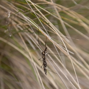 Ischnotoma (Ischnotoma) eburnea at Paddys River, ACT - 18 Oct 2022 12:08 PM