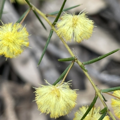 Acacia brownii (Heath Wattle) at Pomaderris Nature Reserve - 17 Oct 2022 by JaneR