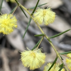 Acacia brownii (Heath Wattle) at Gundary, NSW - 17 Oct 2022 by JaneR