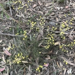 Acacia brownii at Gundary, NSW - 17 Oct 2022 04:11 PM