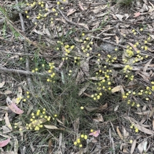 Acacia brownii at Gundary, NSW - 17 Oct 2022