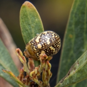 Paropsis pictipennis at Paddys River, ACT - 18 Oct 2022