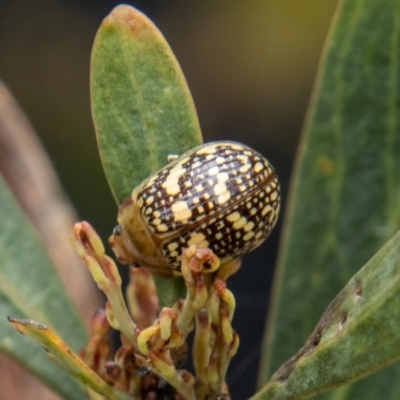 Paropsis pictipennis (Tea-tree button beetle) at Tidbinbilla Nature Reserve - 18 Oct 2022 by SWishart