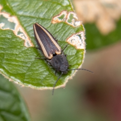 Wynarka sylvestre (Click Beetle) at Paddys River, ACT - 18 Oct 2022 by SWishart