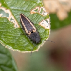 Wynarka sylvestre (Click Beetle) at Paddys River, ACT - 18 Oct 2022 by SWishart