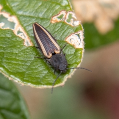Wynarka sylvestre (Click Beetle) at Bullen Range - 18 Oct 2022 by SWishart