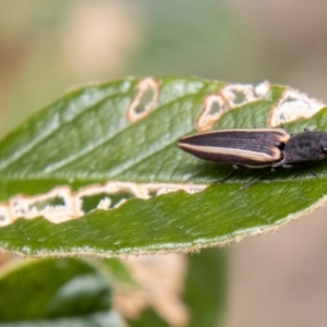 Wynarka sylvestre at Paddys River, ACT - 18 Oct 2022 01:35 PM