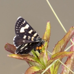 Phalaenoides tristifica (Willow-herb Day-moth) at Paddys River, ACT - 18 Oct 2022 by SWishart