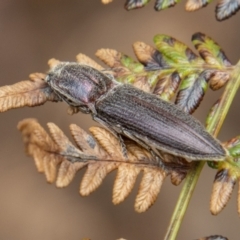 Crepidomenus fulgidus (Click beetle) at Paddys River, ACT - 18 Oct 2022 by SWishart