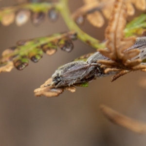 Crepidomenus fulgidus at Paddys River, ACT - 18 Oct 2022 01:38 PM