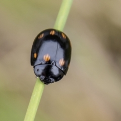 Paropsisterna octosignata (Eucalyptus leaf beetle) at Tidbinbilla Nature Reserve - 18 Oct 2022 by SWishart