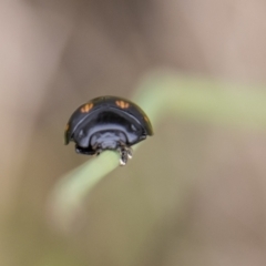 Paropsisterna octosignata at Paddys River, ACT - 18 Oct 2022