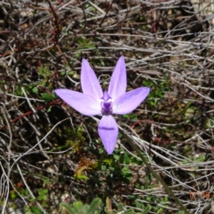 Glossodia major at Tennent, ACT - 17 Oct 2022