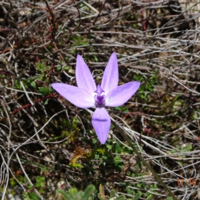 Glossodia major (Wax Lip Orchid) at Tennent, ACT - 17 Oct 2022 by GirtsO