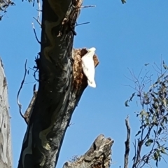 Cacatua galerita (Sulphur-crested Cockatoo) at O'Malley, ACT - 18 Oct 2022 by Mike