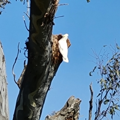 Cacatua galerita (Sulphur-crested Cockatoo) at O'Malley, ACT - 19 Oct 2022 by Mike