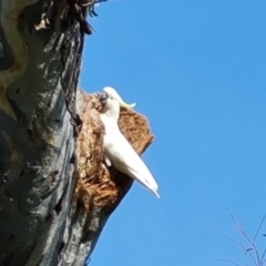 Cacatua galerita at O'Malley, ACT - 19 Oct 2022