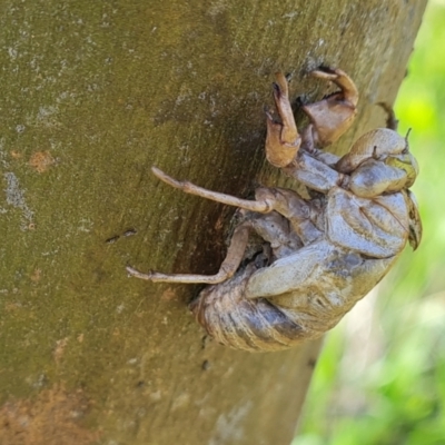 Psaltoda moerens (Redeye cicada) at Mount Mugga Mugga - 18 Oct 2022 by Mike