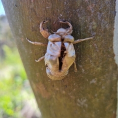 Psaltoda moerens at O'Malley, ACT - 19 Oct 2022 09:49 AM